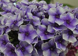 phlox paniculata alexei lensky (8)